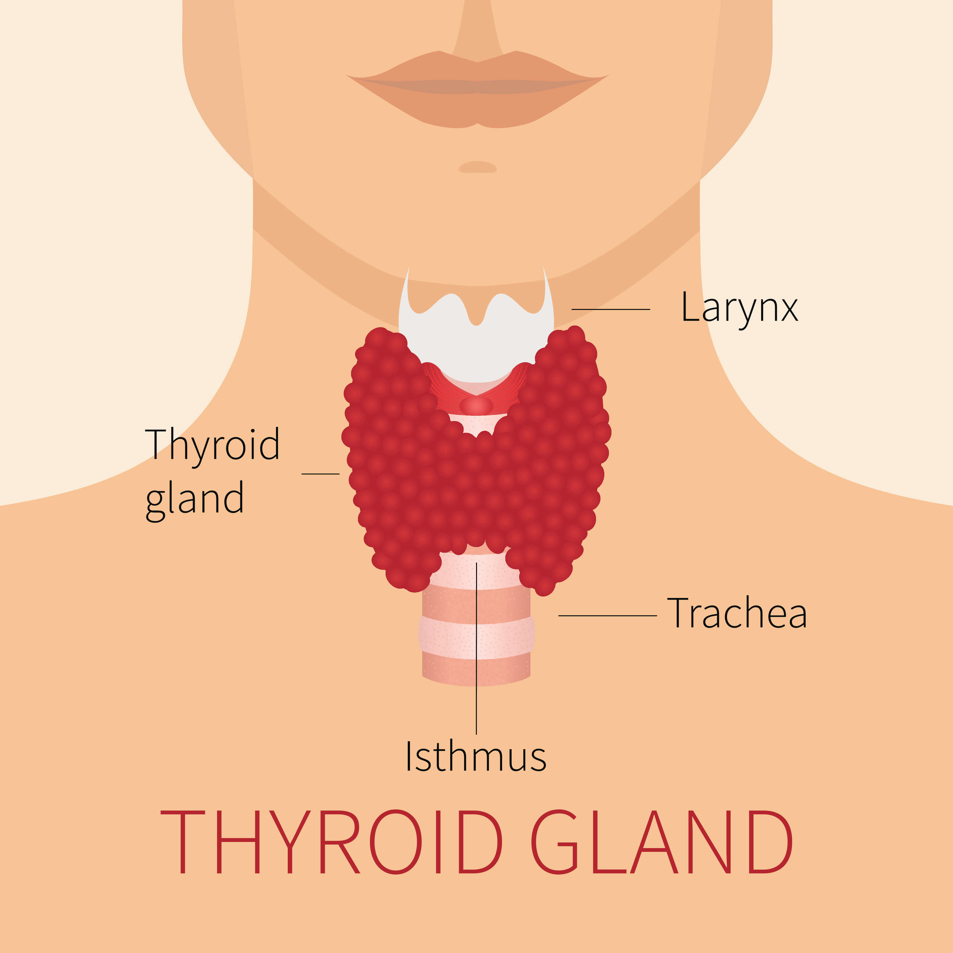 what-is-heterogeneous-thyroid-gland