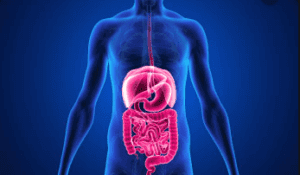 Belly Fat: Imbalanced intestinal bacteria