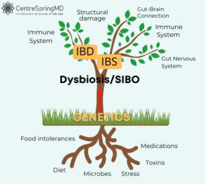 Dysbiosis: Is SIBO the Missing Link to IBS & IBD?